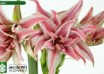 hippeastrum Doublet (2)